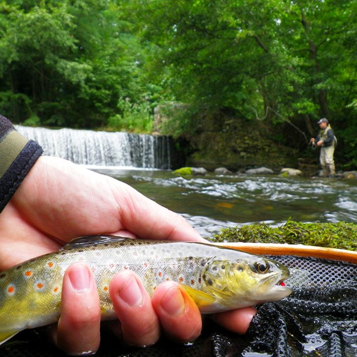 Pêche dans la région